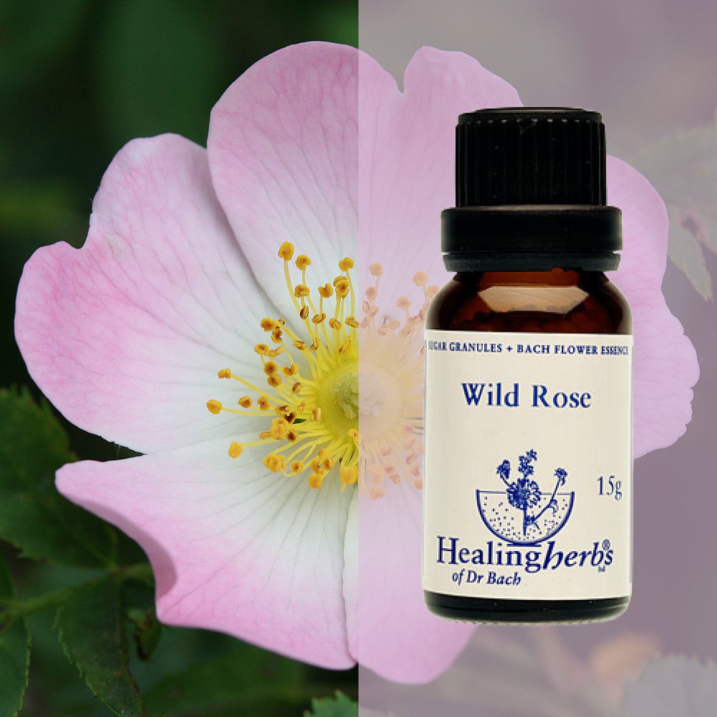 Roze / Wild Rose, 15 g