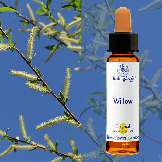 Vītols / Willow, 10 ml