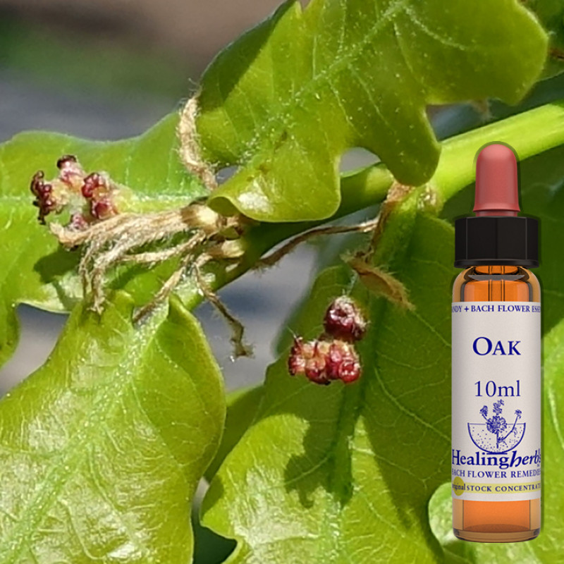 Ozols / Oak, 10 ml