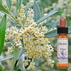 Olīvkoks / Olive, 10 ml