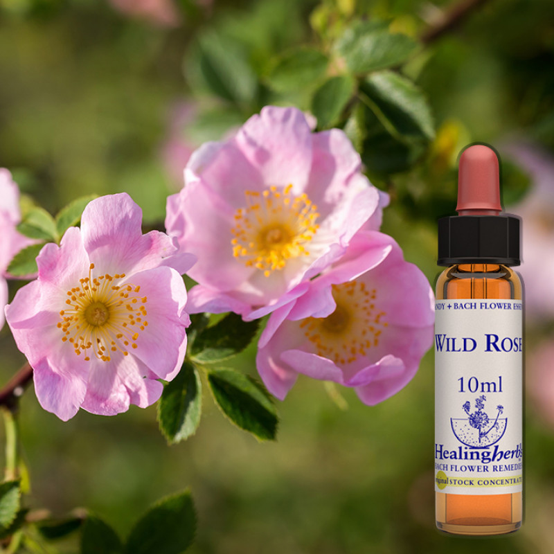 Roze / Wild Rose, 10 ml