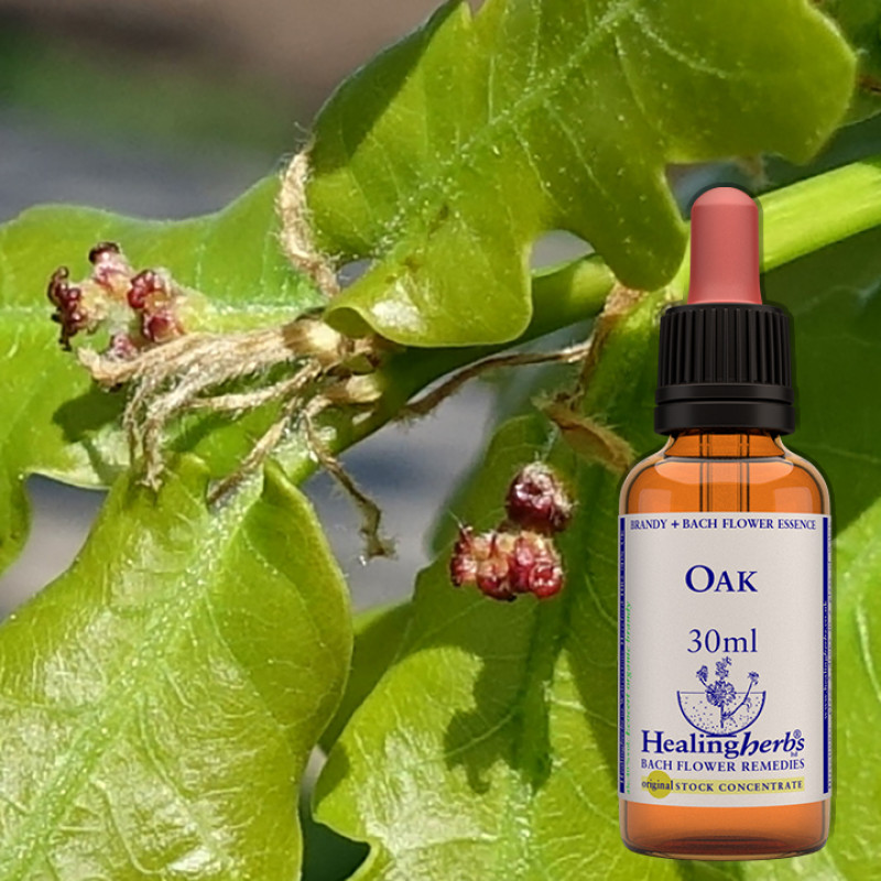 Ozols / Oak, 30 ml