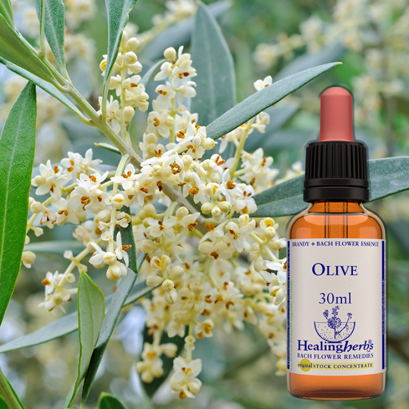 Olīvkoks / Olive, 30 ml