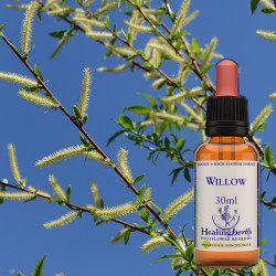 Vītols / Willow, 30 ml