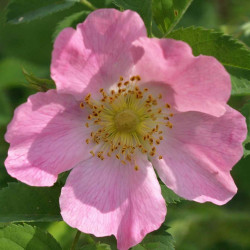 Suņu roze / Wild Rose, 30 ml